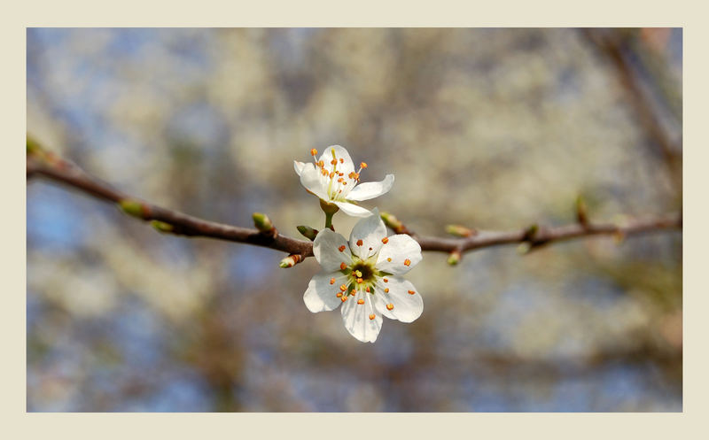 fluffy spring