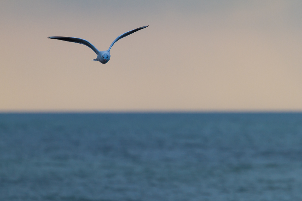 "Flug am Abend"