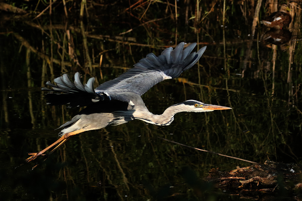 Flug am Abend