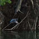 Flug am Amazonas