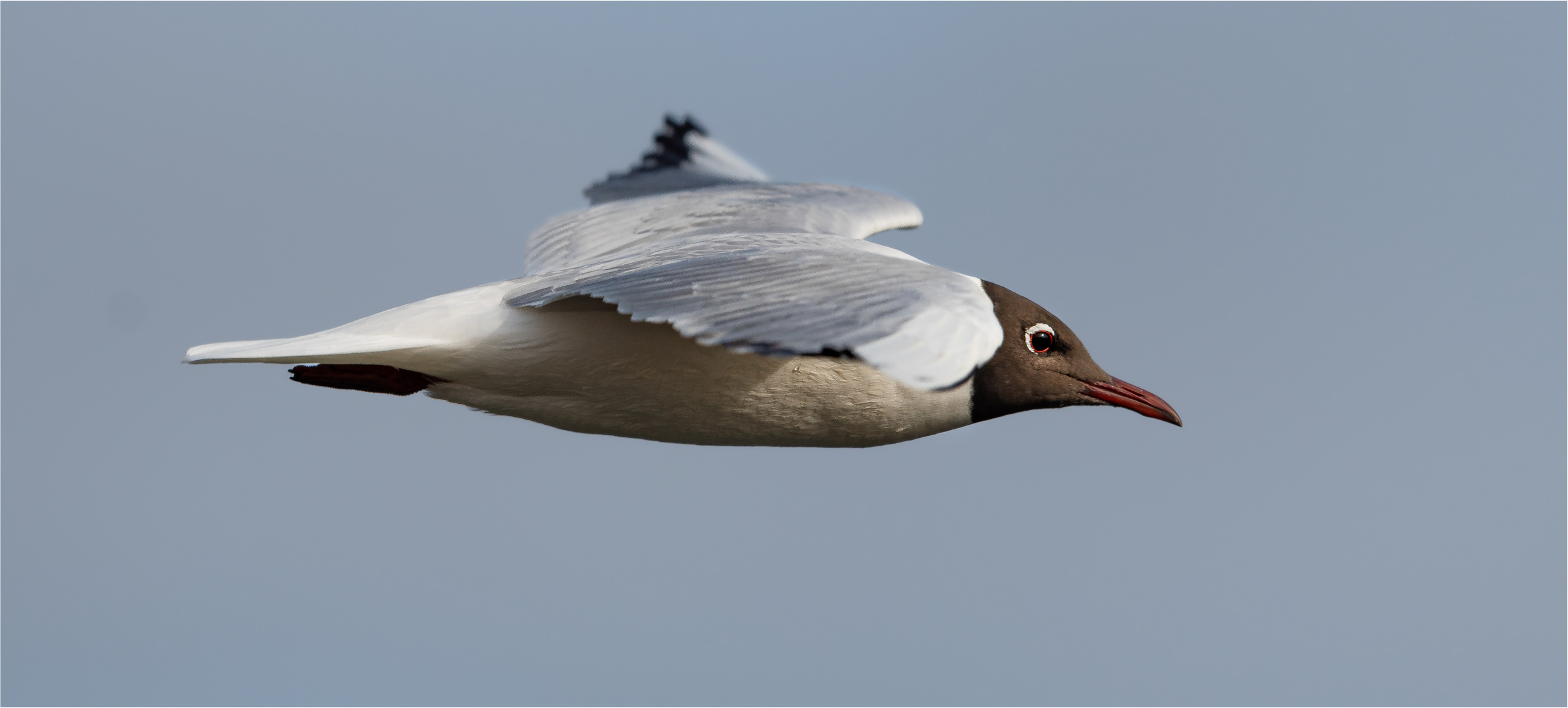 Flug auf Augenhöhe