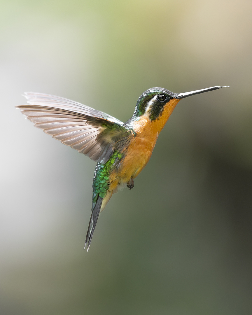 Flug auf Augenhöhe