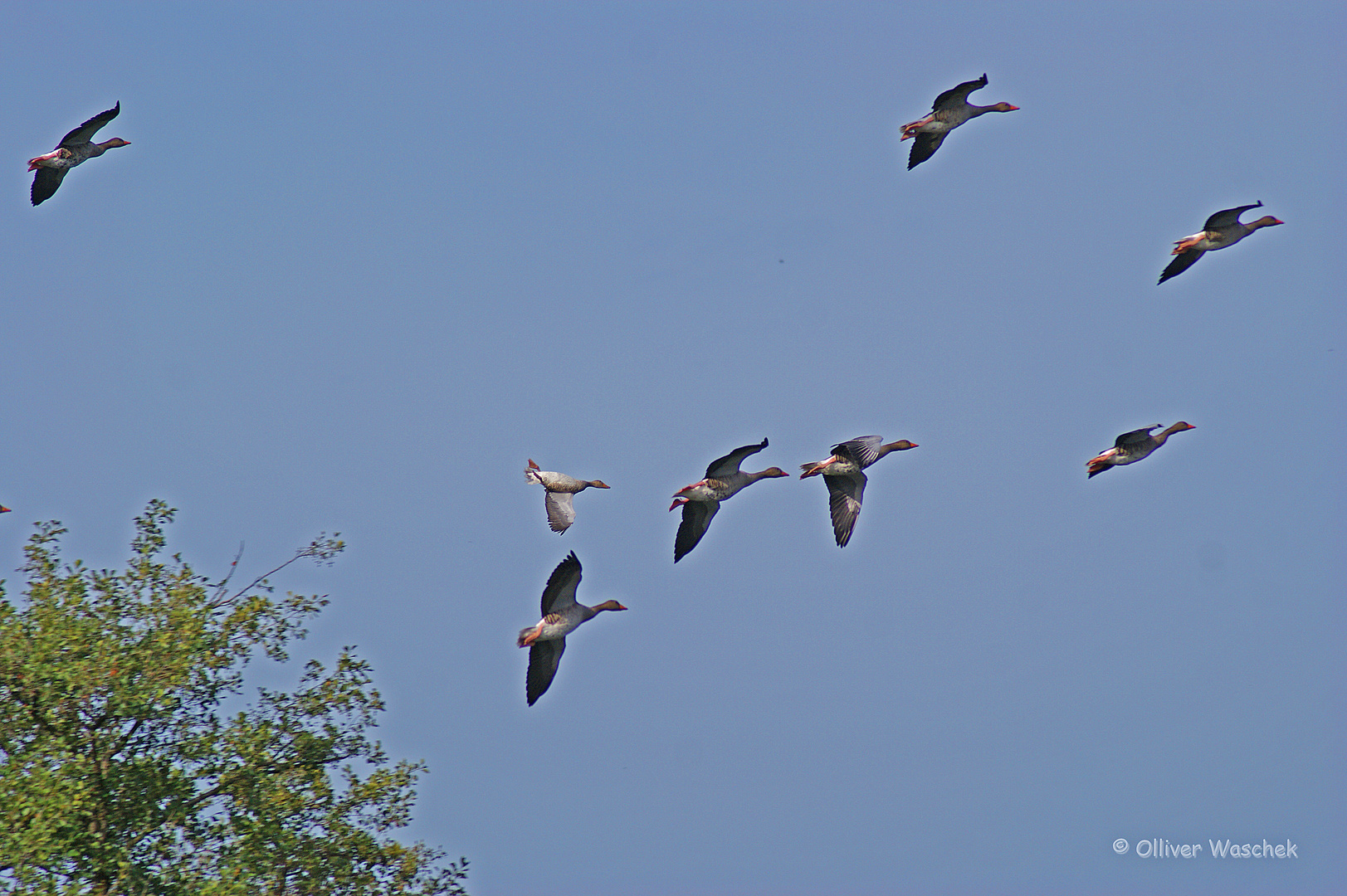 Flug auf dem Rücken