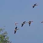 Flug auf dem Rücken