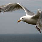 Flug auf Sylt