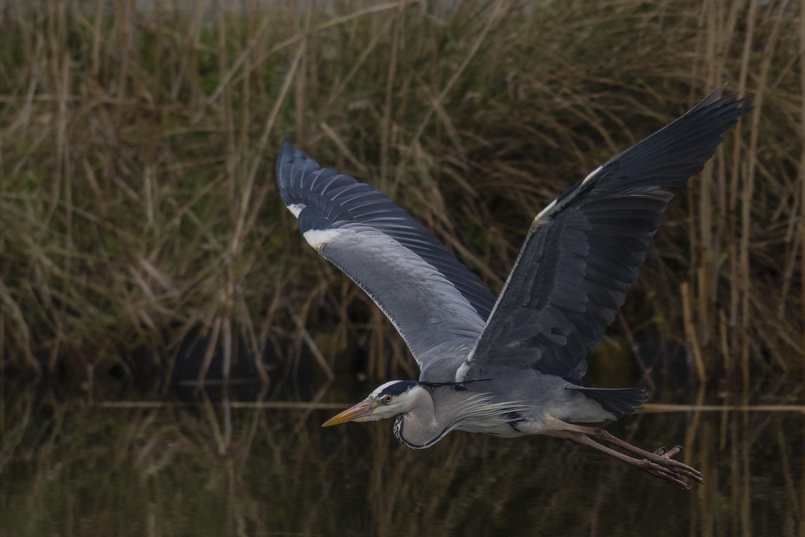 Flug aus dem Bild