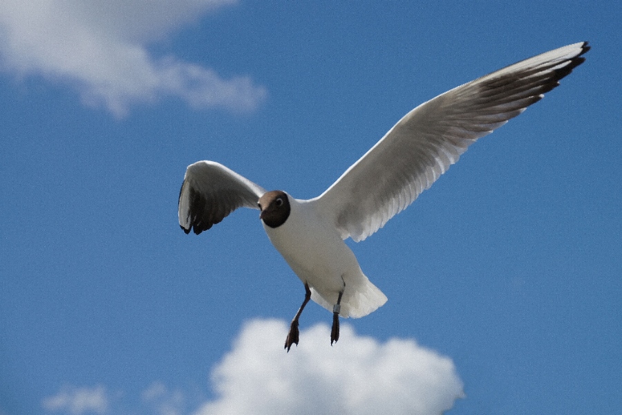 Flug aus Wolke 7