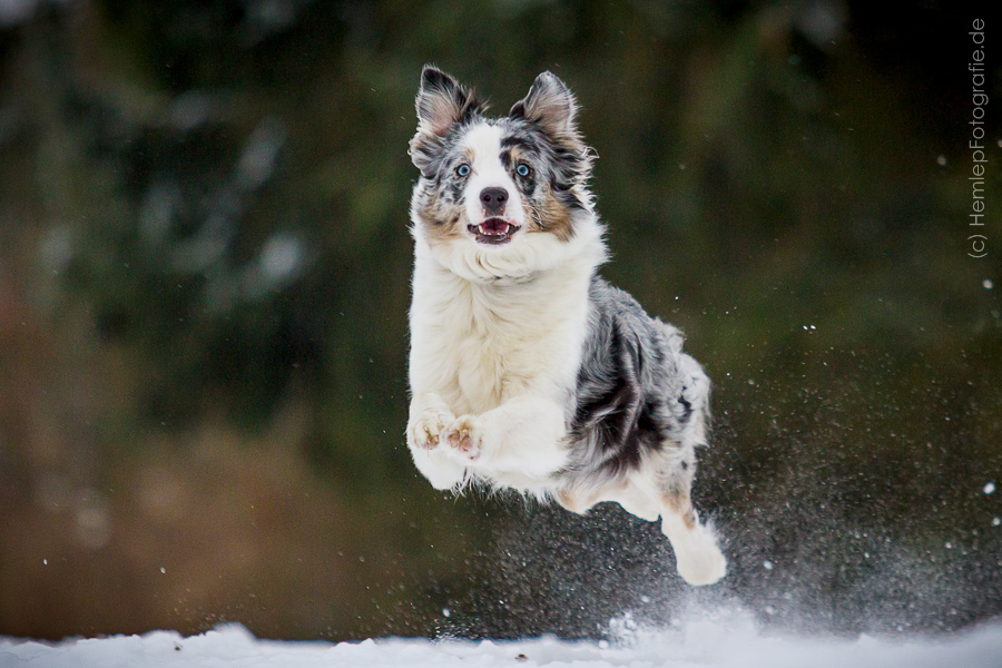 Flug-Aussie im Schnee ^^