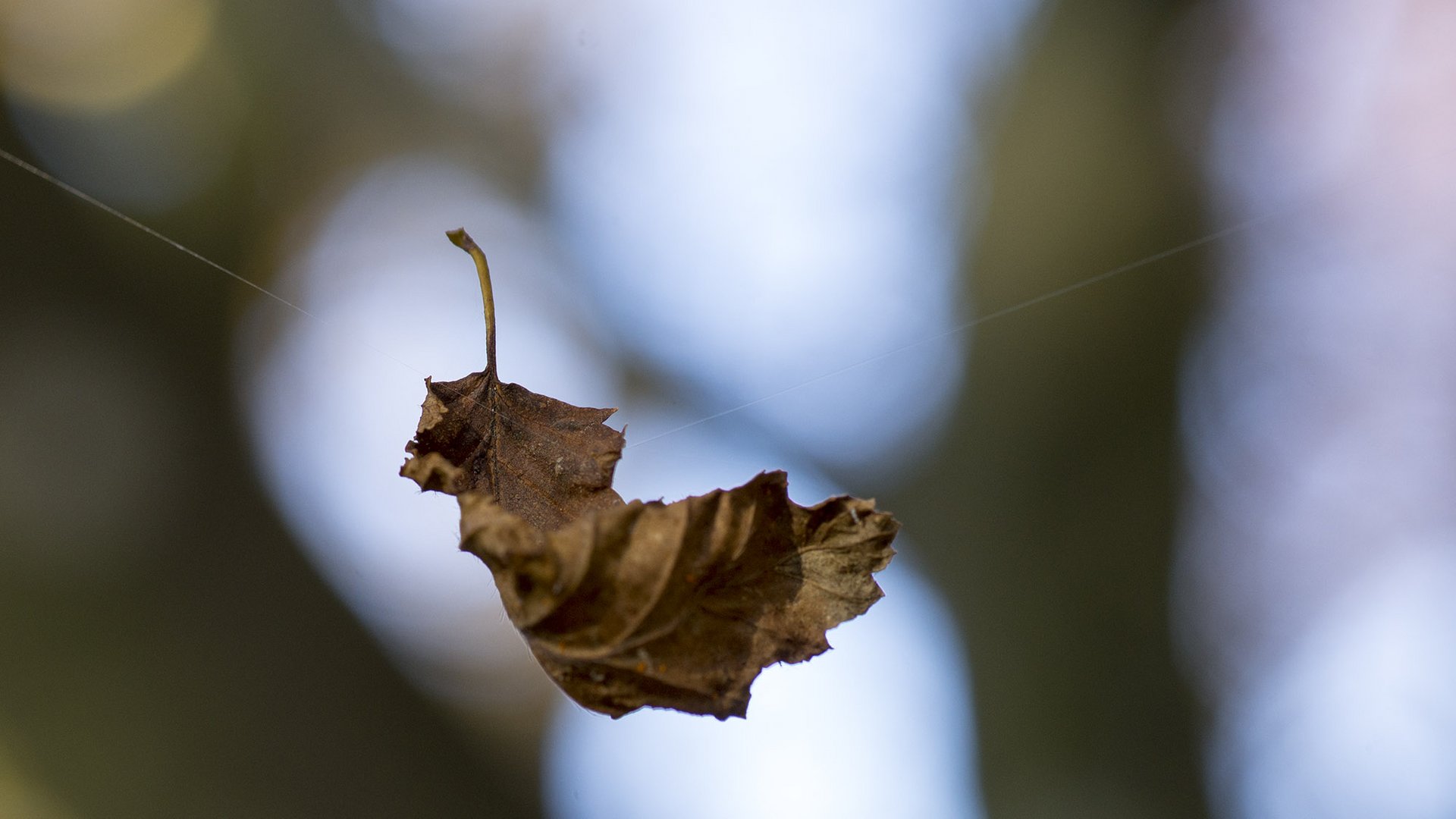 Flug - Blatt