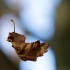 Flug - Blatt