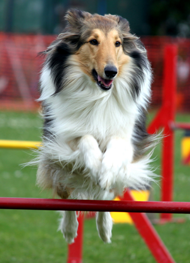 Flug Collie