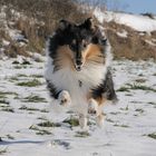 Flug-Collie