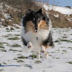 Flug-Collie