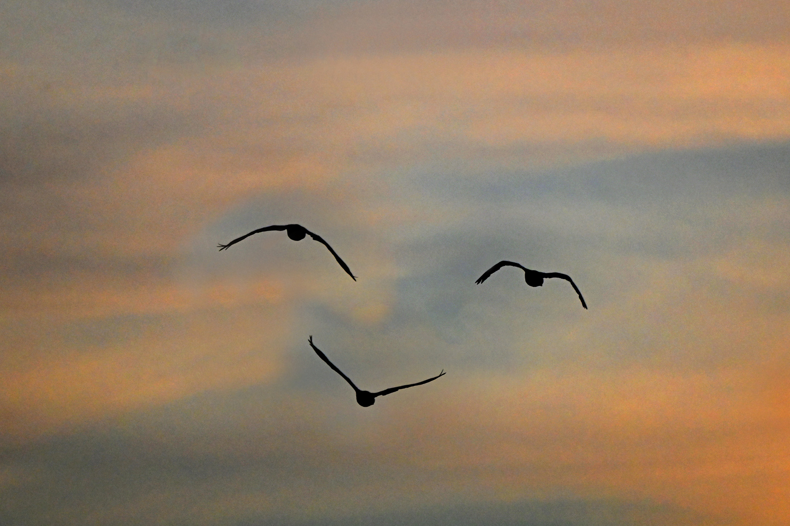 Flug dem Sonnenuntergang entgegen