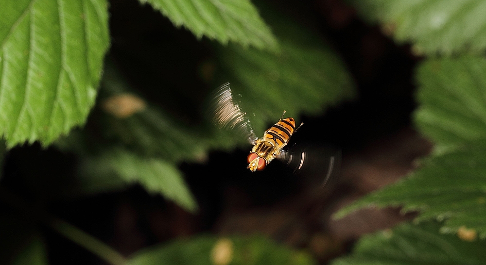 Flug der Airline "Schwebflieg"