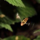 Flug der Airline "Schwebflieg"