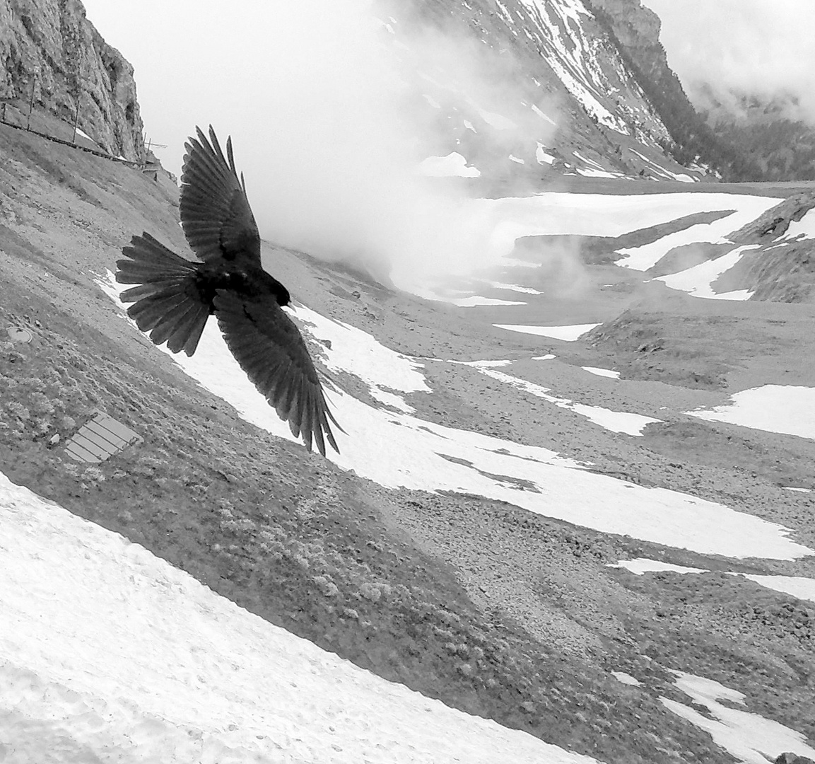 Flug der Alpendohle (Pyrrhocorax graculus)