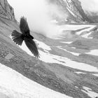 Flug der Alpendohle (Pyrrhocorax graculus)