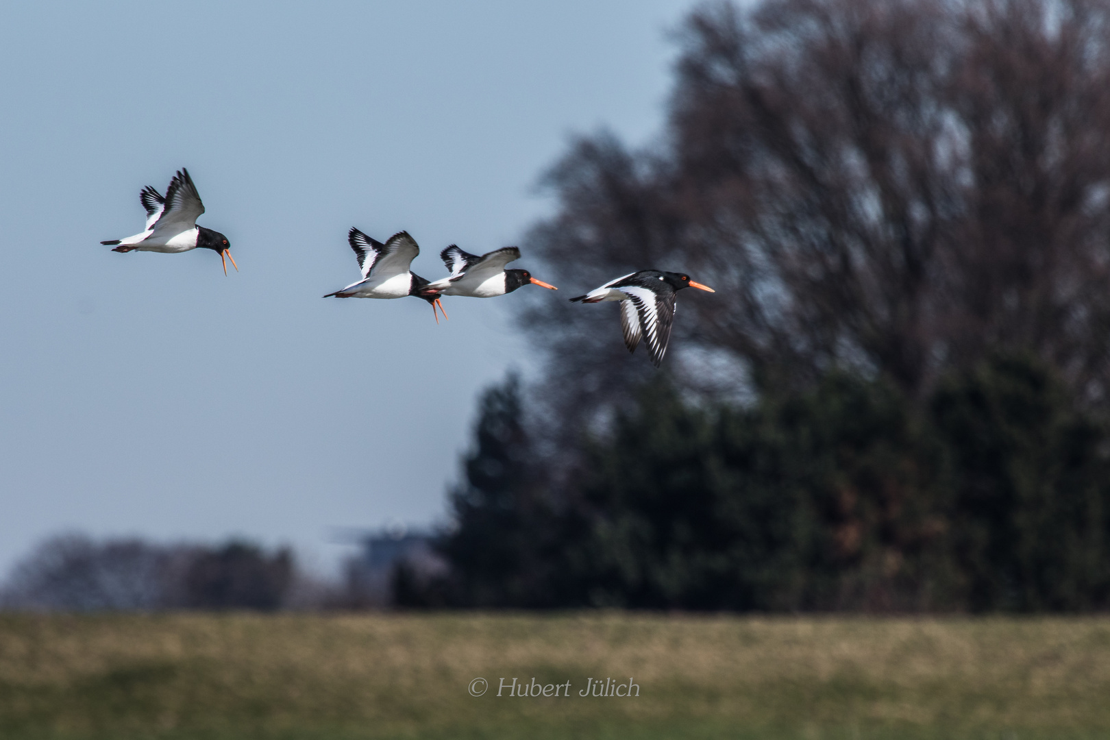 Flug der Austernfischer