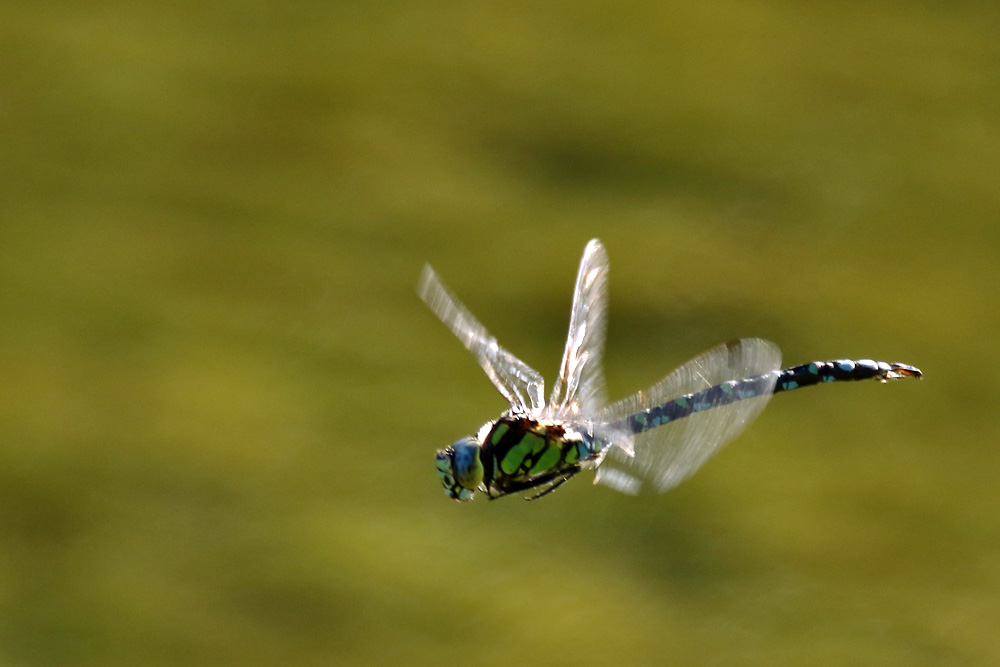 Flug der blaugrünen Mosaikjungfer im Sonnenlicht