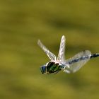 Flug der blaugrünen Mosaikjungfer im Sonnenlicht