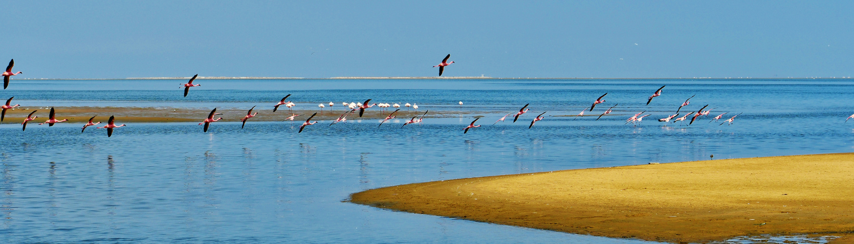 Flug der Flamingos