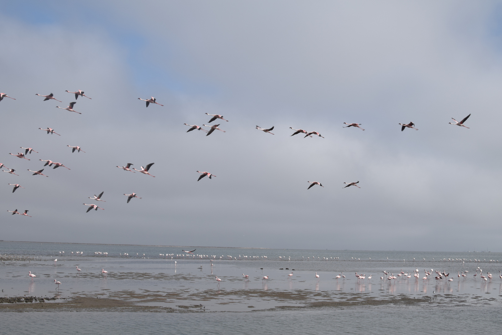 Flug der Flamingos