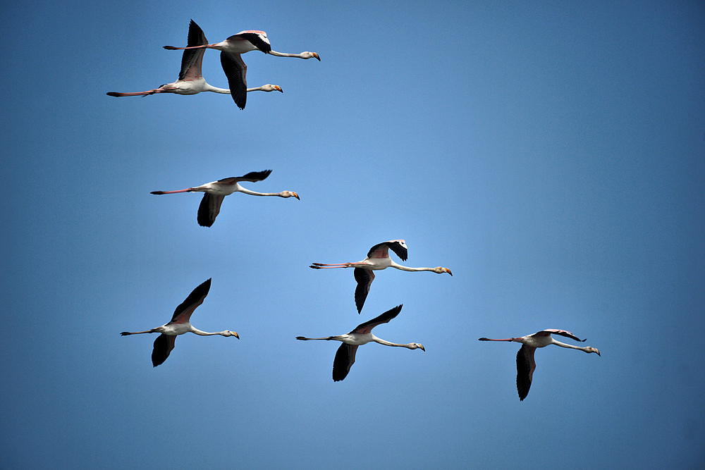 Flug der Flamingos