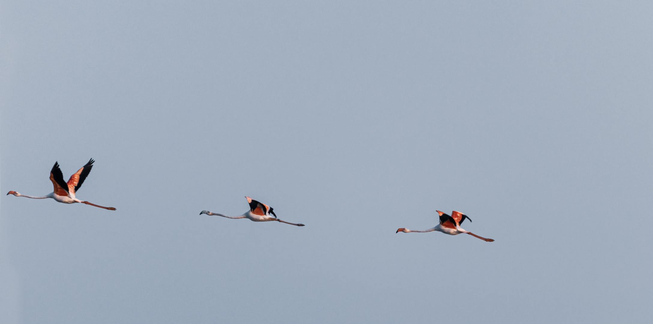 Flug der Flamingos