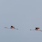 Flug der Flamingos