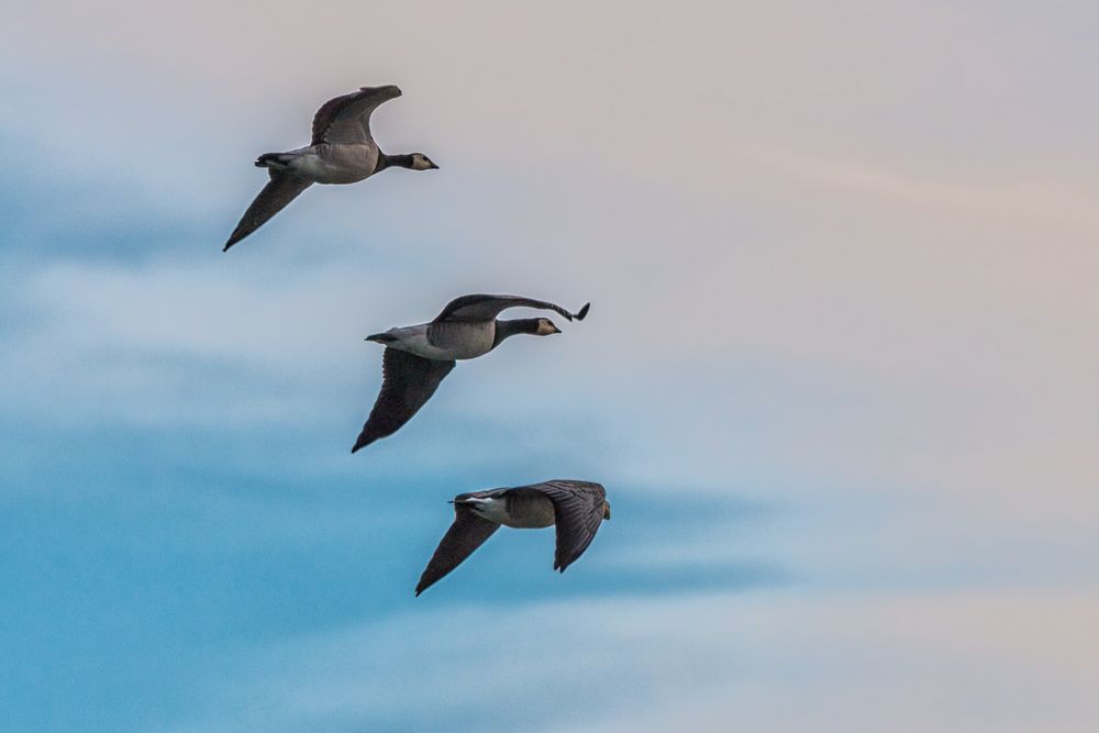 Flug der Gänse