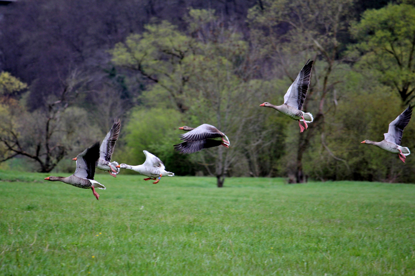 Flug der Gänse