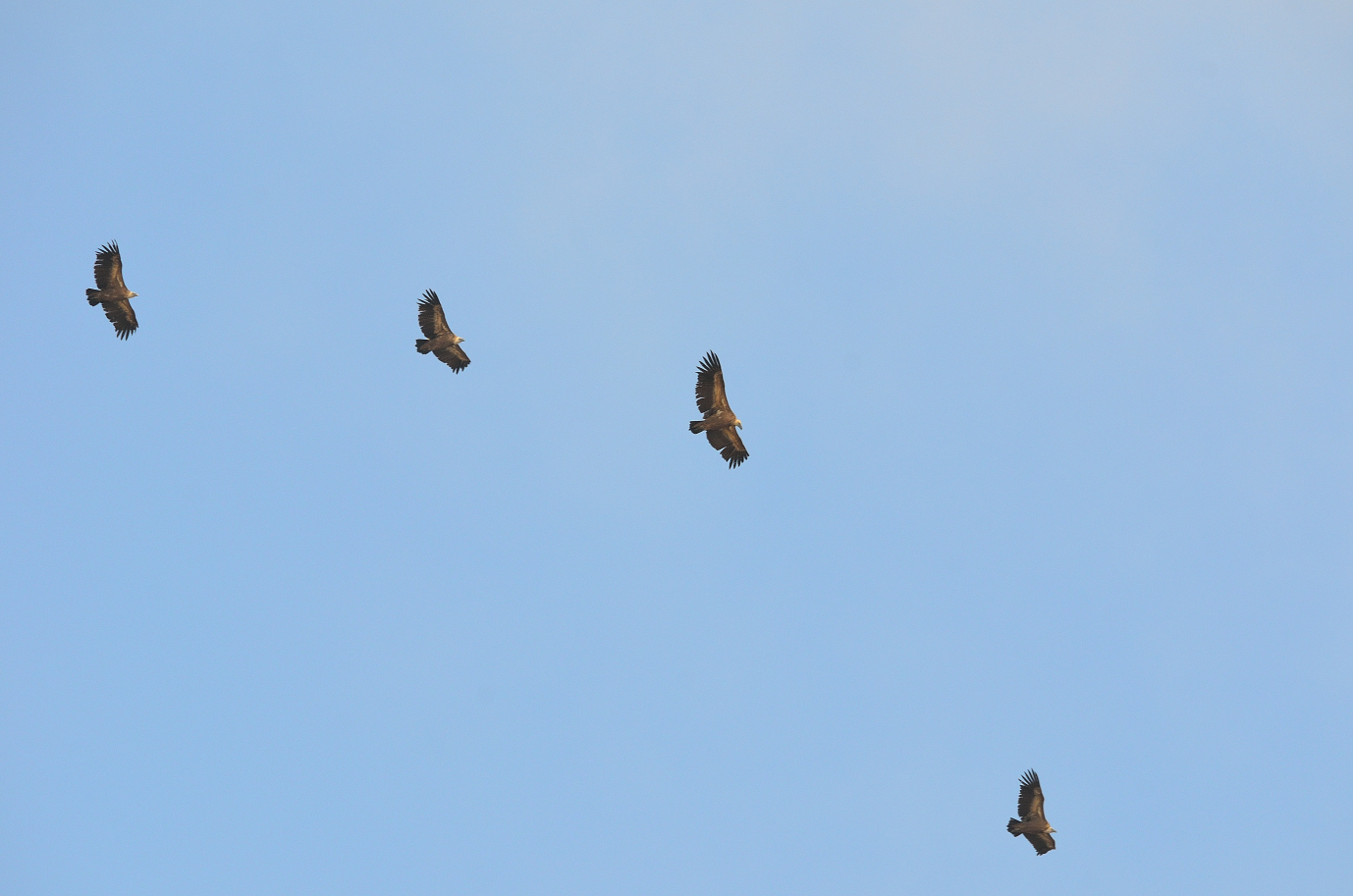 Flug der Gänsegeier, Flight of the Griffon Vulture, Vuelo del buitre leonado