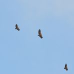 Flug der Gänsegeier, Flight of the Griffon Vulture, Vuelo del buitre leonado