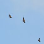 Flug der Gänsegeier, Flight of the Griffon Vulture, Vuelo del buitre leonado