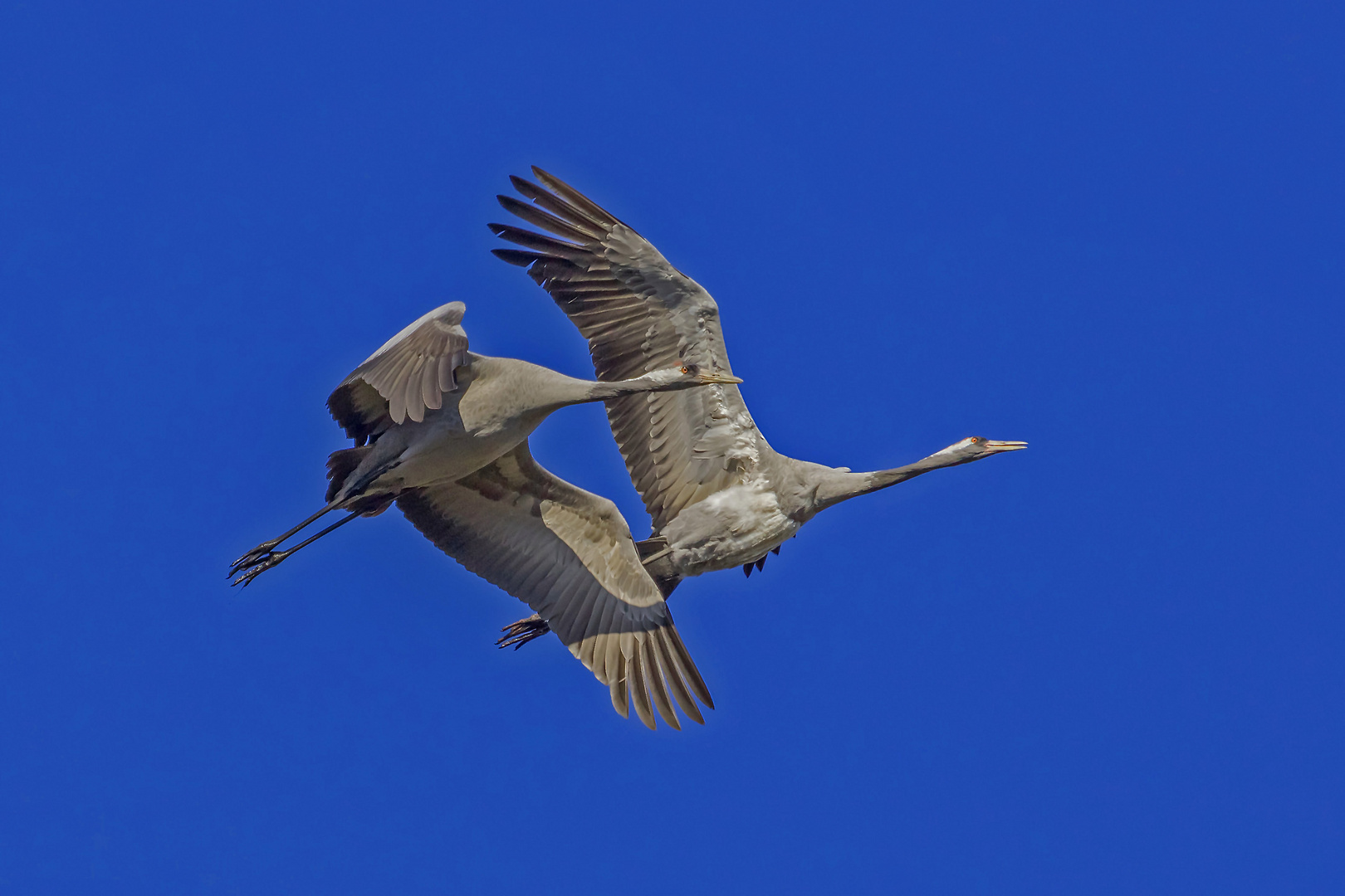 Flug der Glücksvögel