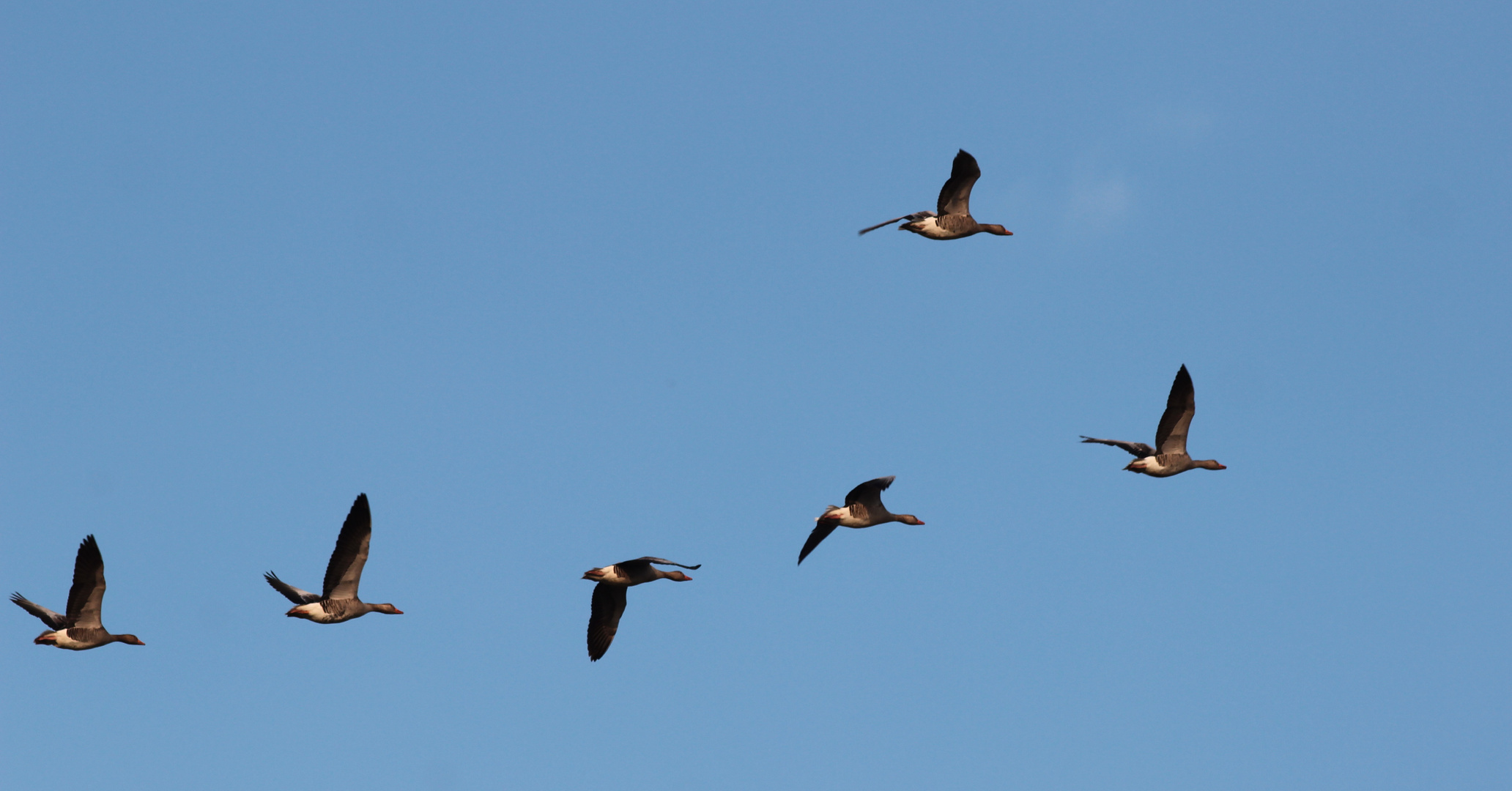 Flug der Graugänse...