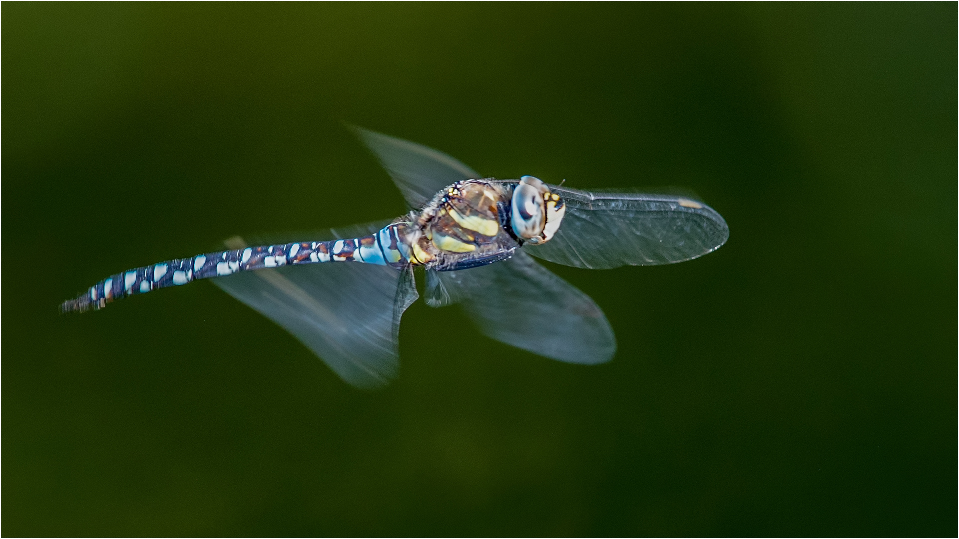 Flug der Herbst - Mosaikjungfer   .....