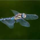 Flug der Herbst - Mosaikjungfer   .....