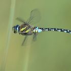 Flug der Herbstlichen Mosaikjungfer 