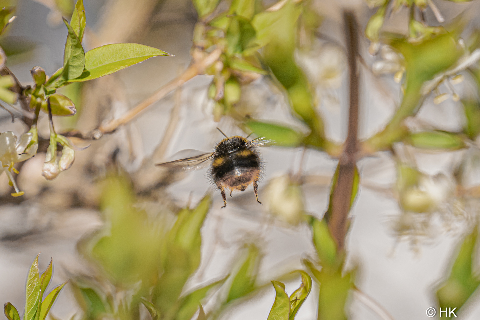 Flug der Hummel