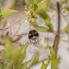 Flug der Hummel