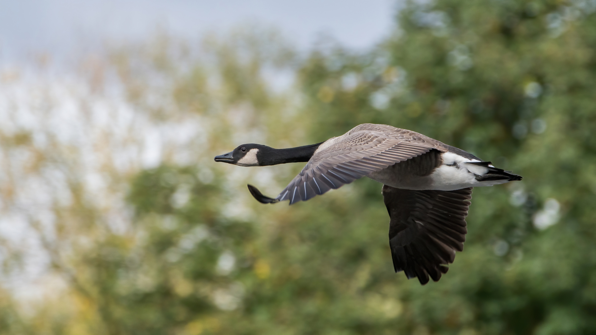 Flug der Kanadagans