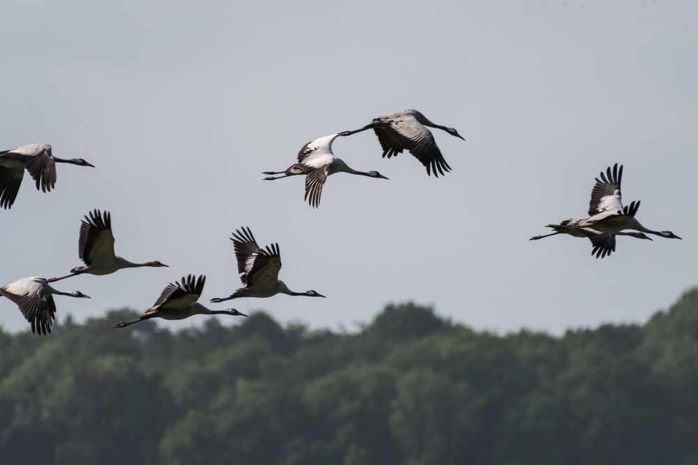 Flug der Kraniche