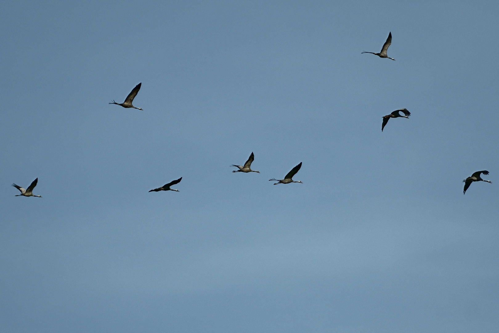 Flug der Kraniche # 1