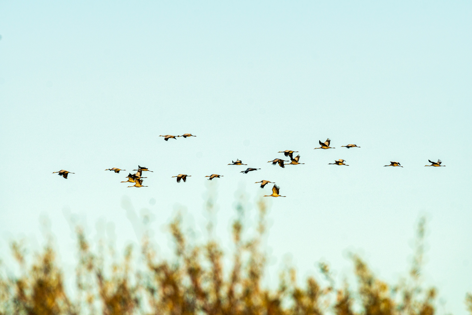 Flug der Kraniche