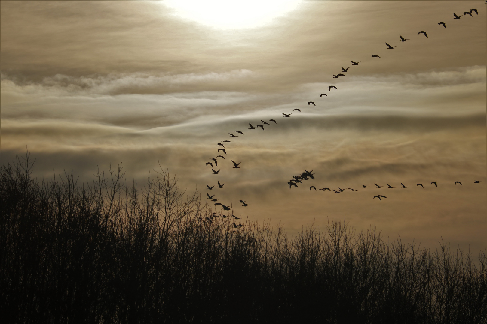 Flug der Kraniche