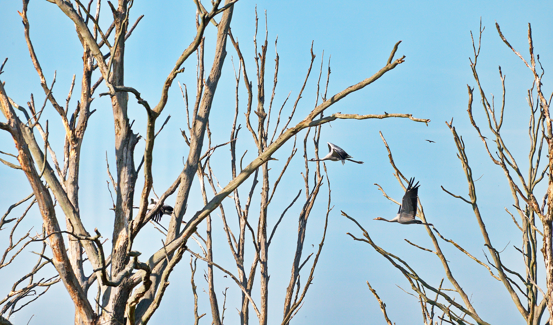 Flug der Kraniche