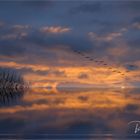 Flug der Kraniche .... am Niederrhein