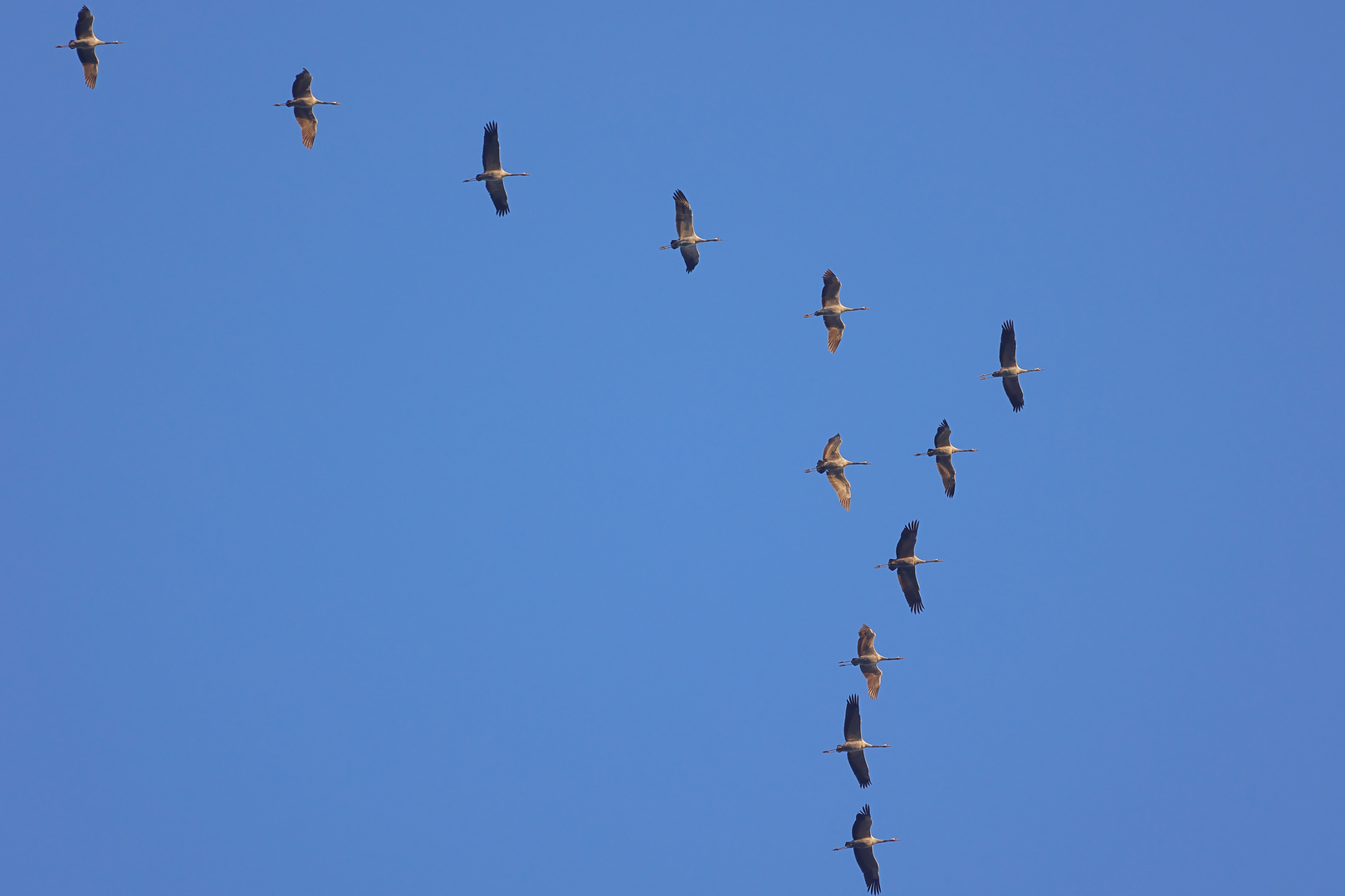 Flug der Kraniche